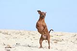 PINSCHER NAIN 046